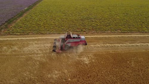 Combine harvester threshing wheat grain field aerial view. Organic agriculture cultivation, bread pr
