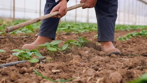 Farmer Cultivating Soil in Greenhouse for Planting