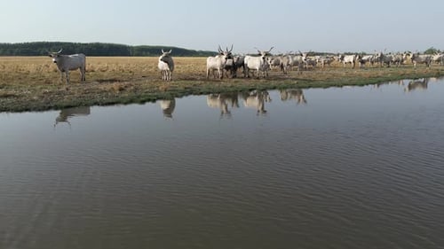 Cow Herd 53