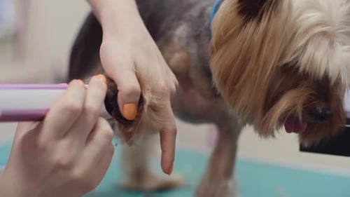 Dog Nail Trim at Grooming Salon