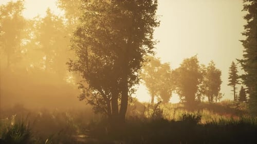 Profondeur d'une forêt de conifères avec un soleil magique passant entre les arbres