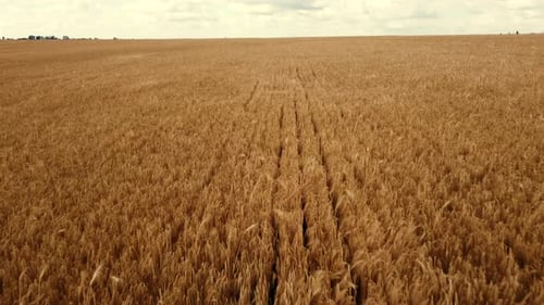 Landscape Wheat Field