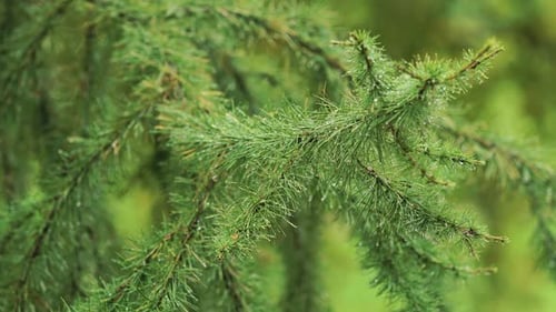 Rain Drops on the Branch of spruce.Close Up.