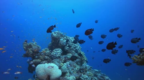 Underwater Coral Reef Marine