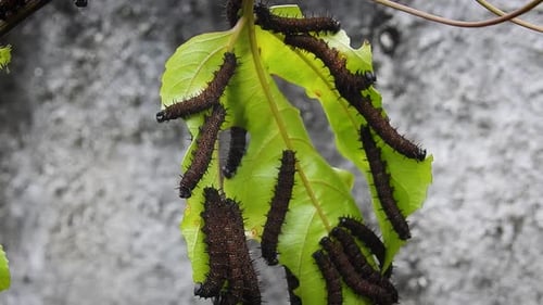 Caterpillars Devouring Green Leaf in Close Up