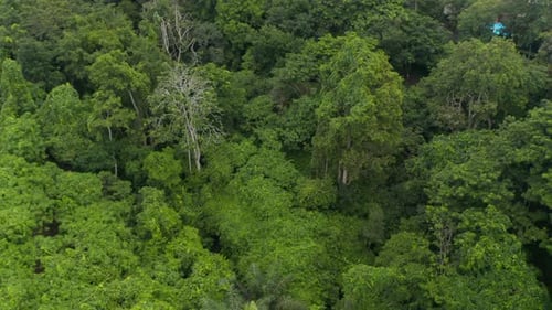 Ascending Aerial View of Lush Green Vegetation and Various Tree Canopies in Tropical Rainforest in