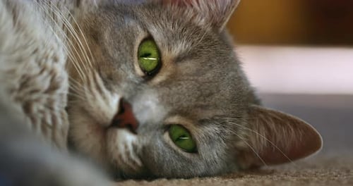 Nahaufnahme einer grauen erwachsenen Katze, die auf dem Boden ein Nickerchen macht und in die Kamera blinzelt