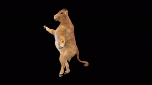 Looping 3D Animated Calf Dancing with Alpha Channel