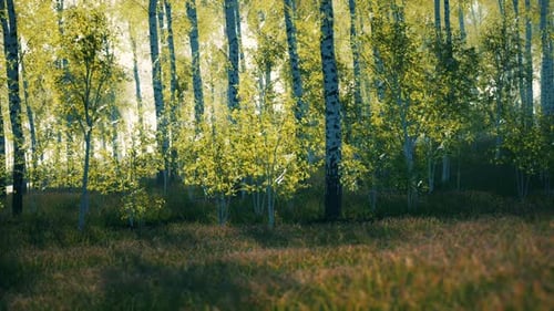 Panorama of Birch Forest with Sunlight