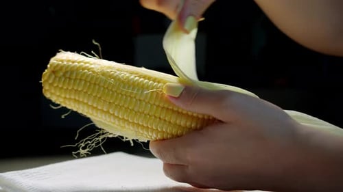 Hands Peeling Fresh Corn on the Cob