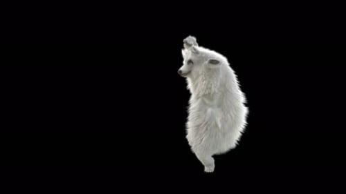 130 Ours blanc dansant 4K