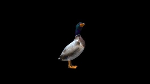 Boucle Alpha Transparente Canard