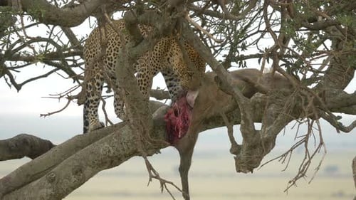 Close up of a leopard eating in a tree