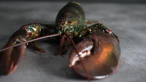 Lobster 54