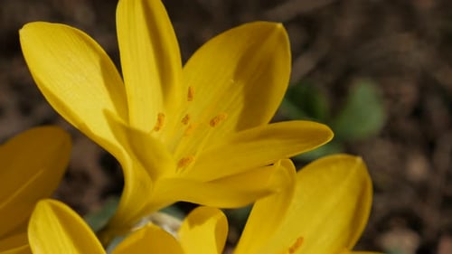 Garden with lily-of-the-field close-up 4K 2160p 30fps UltraHD footage - Shallow DOF yellow crocus