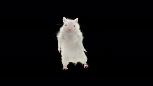 Animated White Mouse Dancing on Black