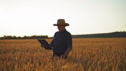 Farmer examines crop on field