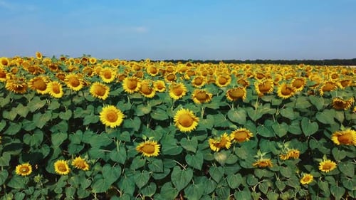 Sunflower Field
