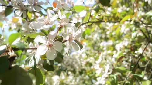Apple Blossom