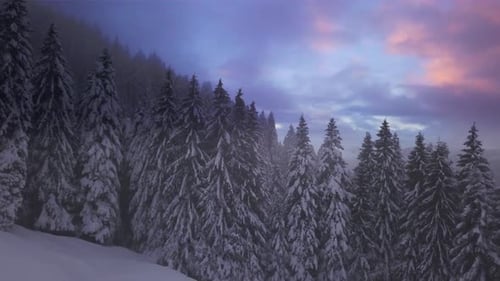 Snowy Winter Forest at Sunrise or Sunset