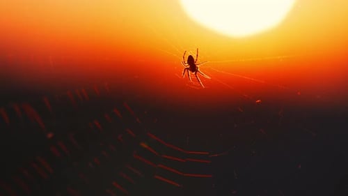 Spider on Web During Vivid Sunset