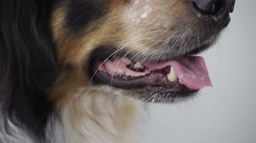 Close Up of Dog Panted with Tongue Out