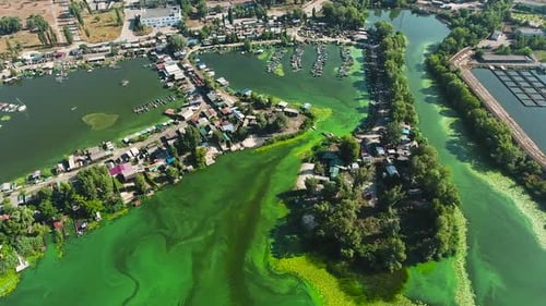 river polluted with green algae with houses and boat docks on banks