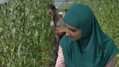 Tomato Farm Worker Using Tablet in Greenhouse