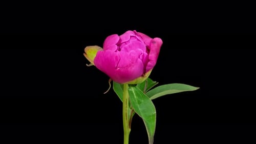 Pink Peony Flower Blooming Time Lapse