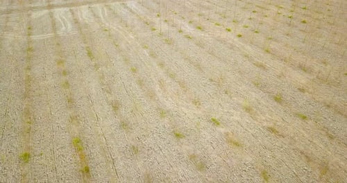 Cultivation of Young Trees on the Gray Ground