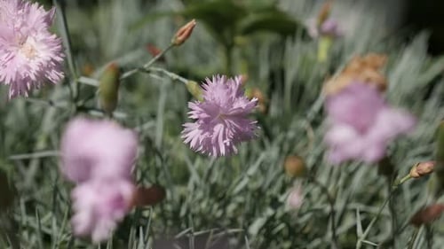Fragrant carnation flower in the garden slow-mo 1080p FullHD footage - Pink Dianthus caryophyllus p
