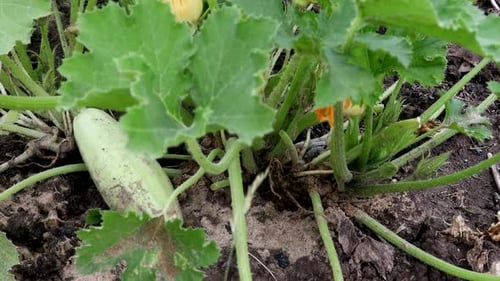Blooming Zucchini on the Beds in the Garden