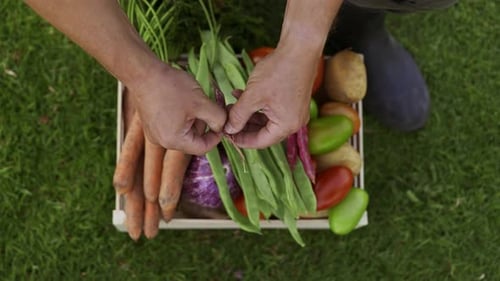 Harvested Vegetables, Farm Fresh, Bean Seed Extraction