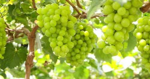 Green grape farm garden