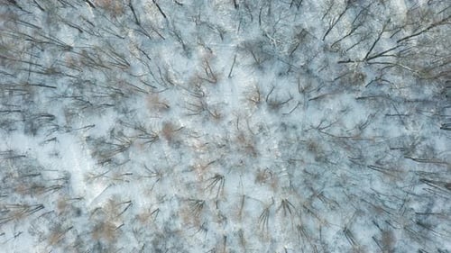 Winterbäume, Luftbild