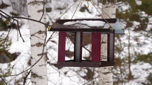 Birds in Hand Eat Seeds