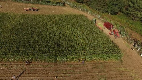 Corn Harvesting