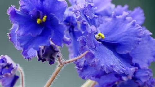 Purple African Violet Blooms in Close Up