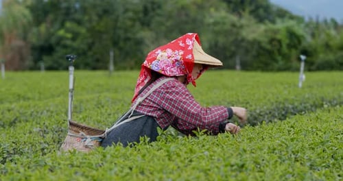 Young Woman work at the green tea farm