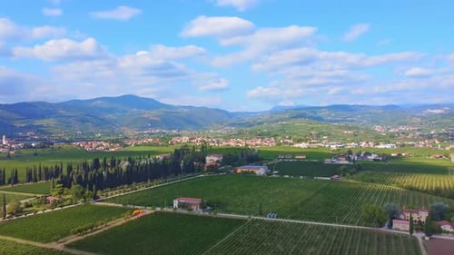 Flight Over The Vineyard