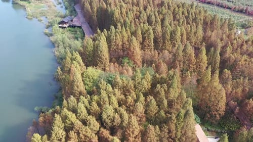 Autumn forest