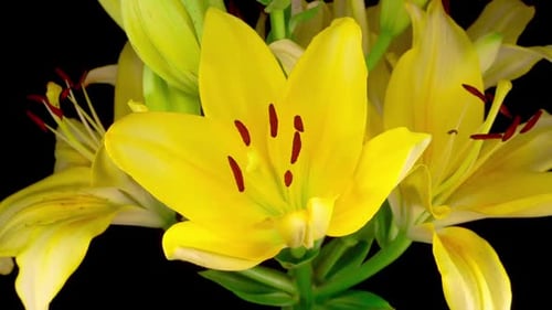 Yellow Lily Blossoming in Beautiful Time Lapse