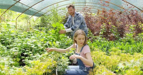 People Tending to Plants Inside a Greenhouse