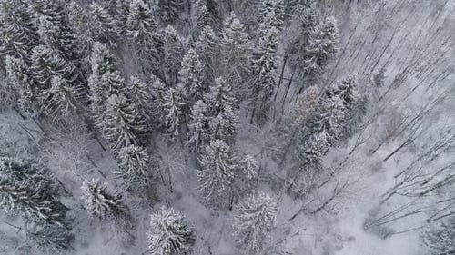 Winter Landscape with Forest