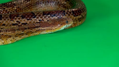 Coronella Brown Snake Crawling auf Greenscreen im Studio. Nahaufnahme