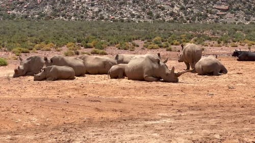 Herd of Rhinos Resting on a Dirt Plain