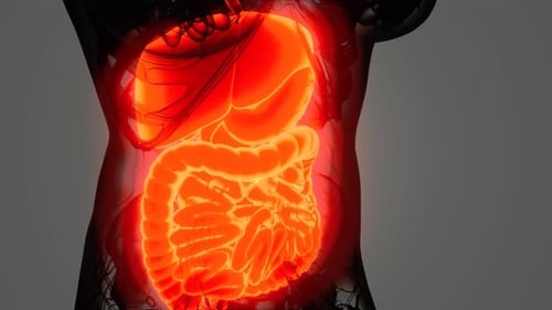 Detailed Human Digestive System Anatomy