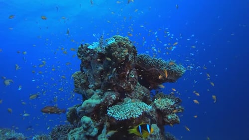 Reef Coral Garden Underwater Life