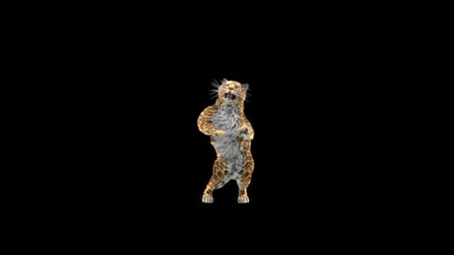 Leopard Dancing HD