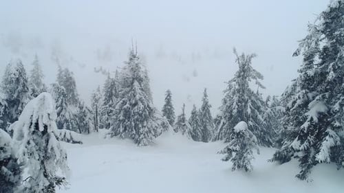 Snow Covered Pine Trees in Winter Forest